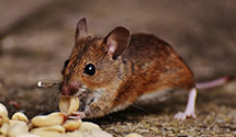 24 Hour & Emergency Exterminators in Gulfport, MS